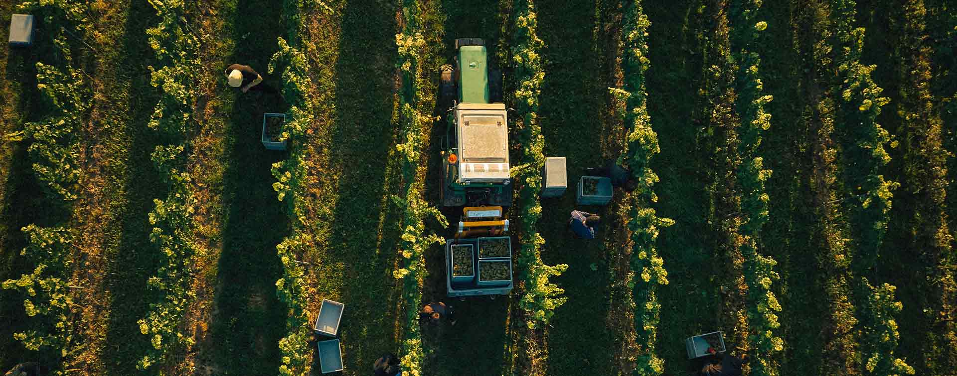 Harvest 2025