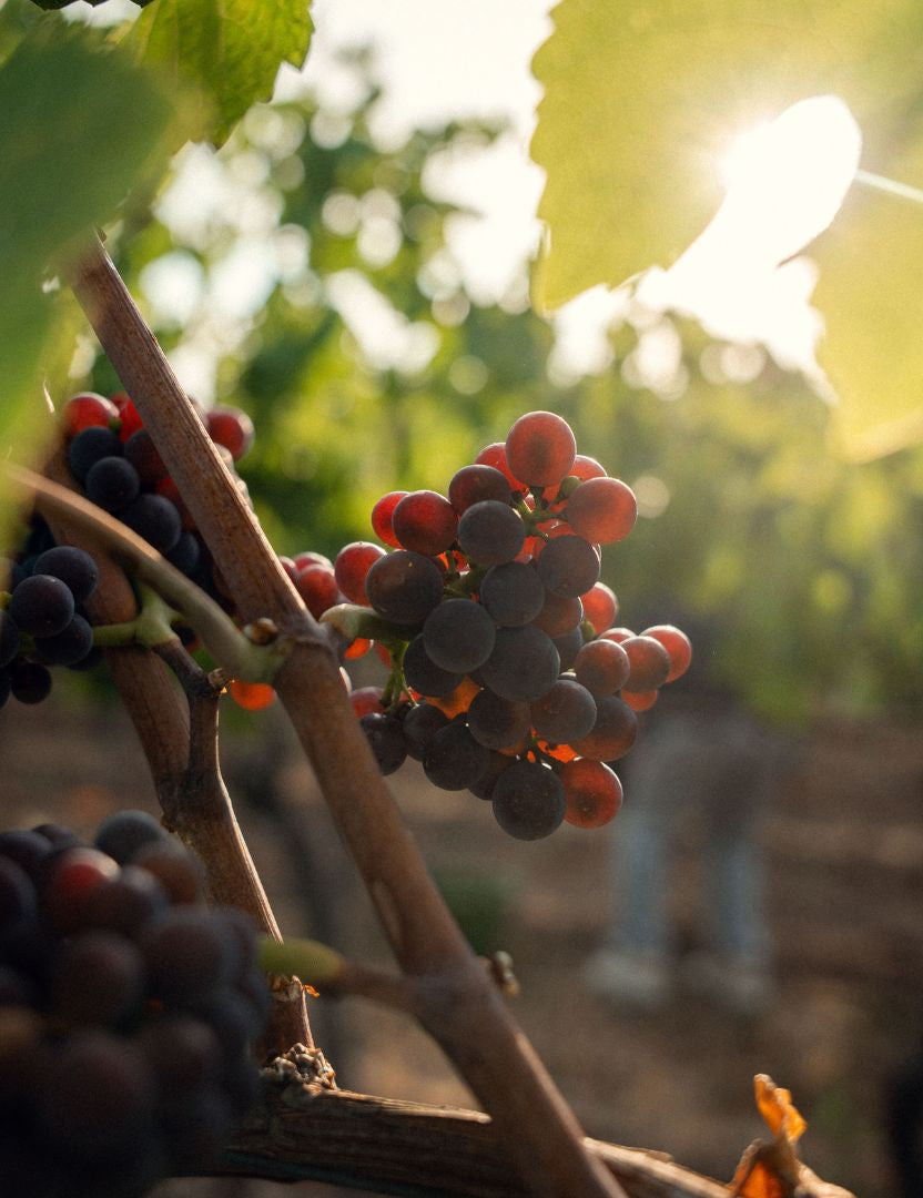 Bechtheim Riesling Ortswein Magnum 2020 – Trauben und Weinlese