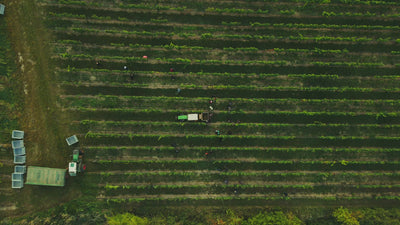 Riesling-Brut_Sekt_Weingut-Dreissigacker_Video-quer