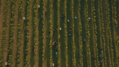 Vintages-Riesling_Vintages_Weingut-Dreissigacker_Video-quer
