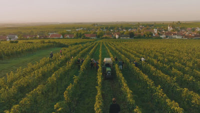 Riesling_Gutswein_Weingut-Dreissigacker_Video-quer