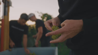 Tonneau-Weissburgunder_Tonneau_Weingut-Dreissigacker_Video-quer
