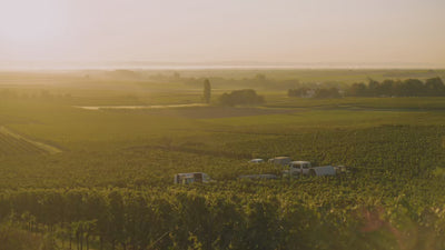 Westhofen-Chardonnay_Ortswein_Weingut-Dreissigacker_Video-quer