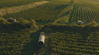 Chardonnay-Weissburgunder_Gutswein_Weingut-Dreissigacker_Video-quer