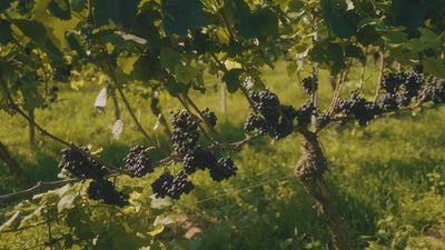 Vintages-Rot_Vintages_Weingut-Dreissigacker_Video-quer