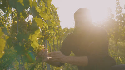 Bechtheim-Riesling_Ortswein_Weingut-Dreissigacker_Video-quer