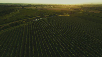 Chardonnay-Brut-Nature_Sekt_Weingut-Dreissigacker_Video-quer
