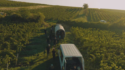 Bechtheim-Chardonnay_Ortswein_Weingut-Dreissigacker_Video-quer