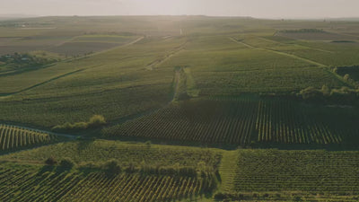 Wunderwerk-Riesling_Wunderwerk_Weingut-Dreissigacker_Video-quer