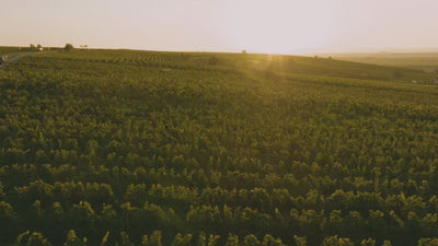 Grauburgunder_Gutswein_Weingut-Dreissigacker_Video-quer