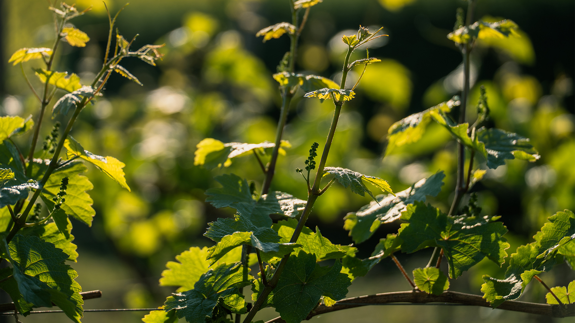 Rebe im Weinberg an Draht