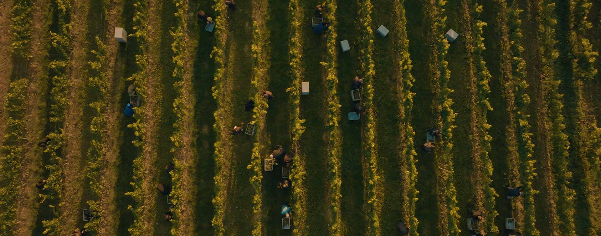 Luftaufnahme der Weinlese bei Dreissigacker – Erntehelfer arbeiten in gleichmäßigen Rebzeilen im Morgenlicht