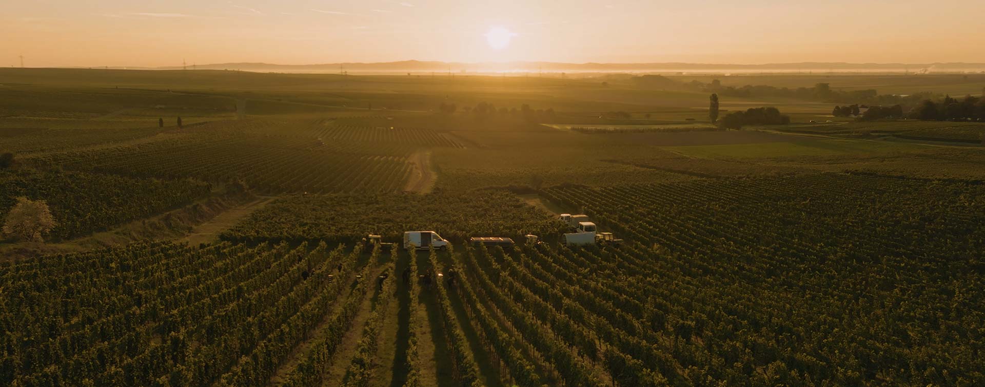 Traktoren und Helfer im Weinberg zur Lese, Sonnenaufgang verleiht der Szenerie eine warme, goldene Stimmung