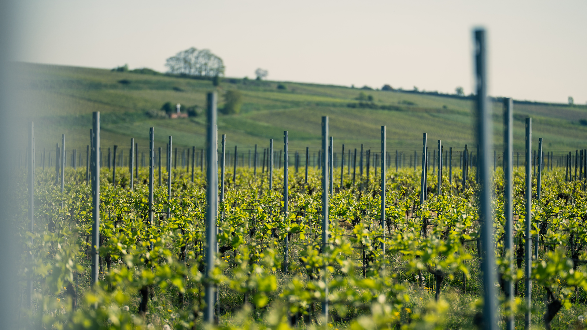 Weinberge Bechtheim