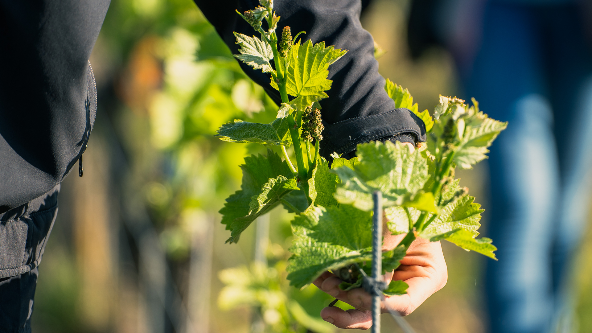 Ausbrechen per Handarbeit im Weinberg