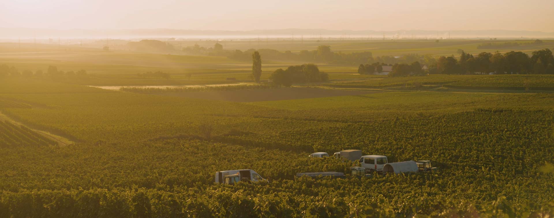 Erntefahrzeuge stehen im Weinberg von Dreissigacker – Sonnenaufgang taucht die Landschaft in weiches Licht