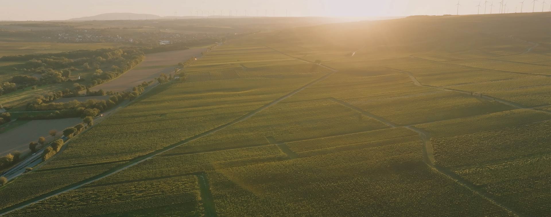 Luftaufnahme der weitläufigen Weinberge von Dreissigacker in Rheinhessen bei Sonnenaufgang