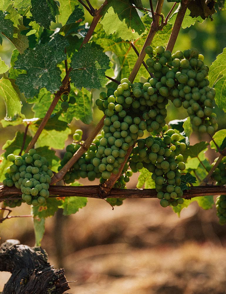 Mehrere dichte Traubenbüschel an grünen Reben im Weinberg