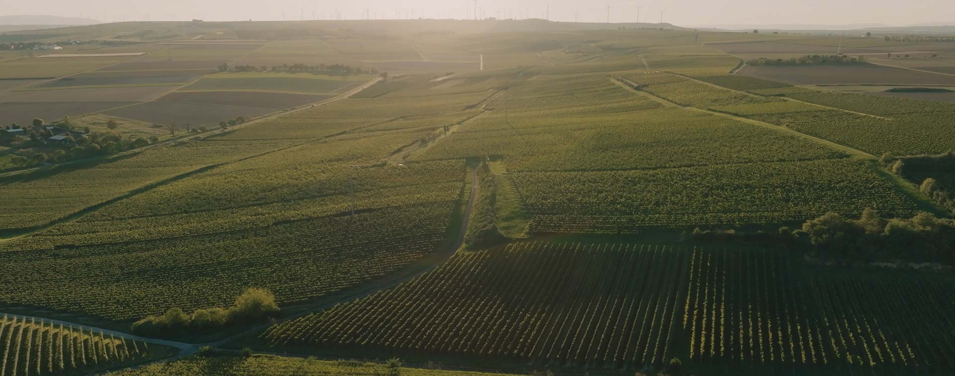 Alt-Tag: Strukturiertes Mosaik aus Rebflächen bei Dreissigacker, beleuchtet von der tiefstehenden Morgensonne