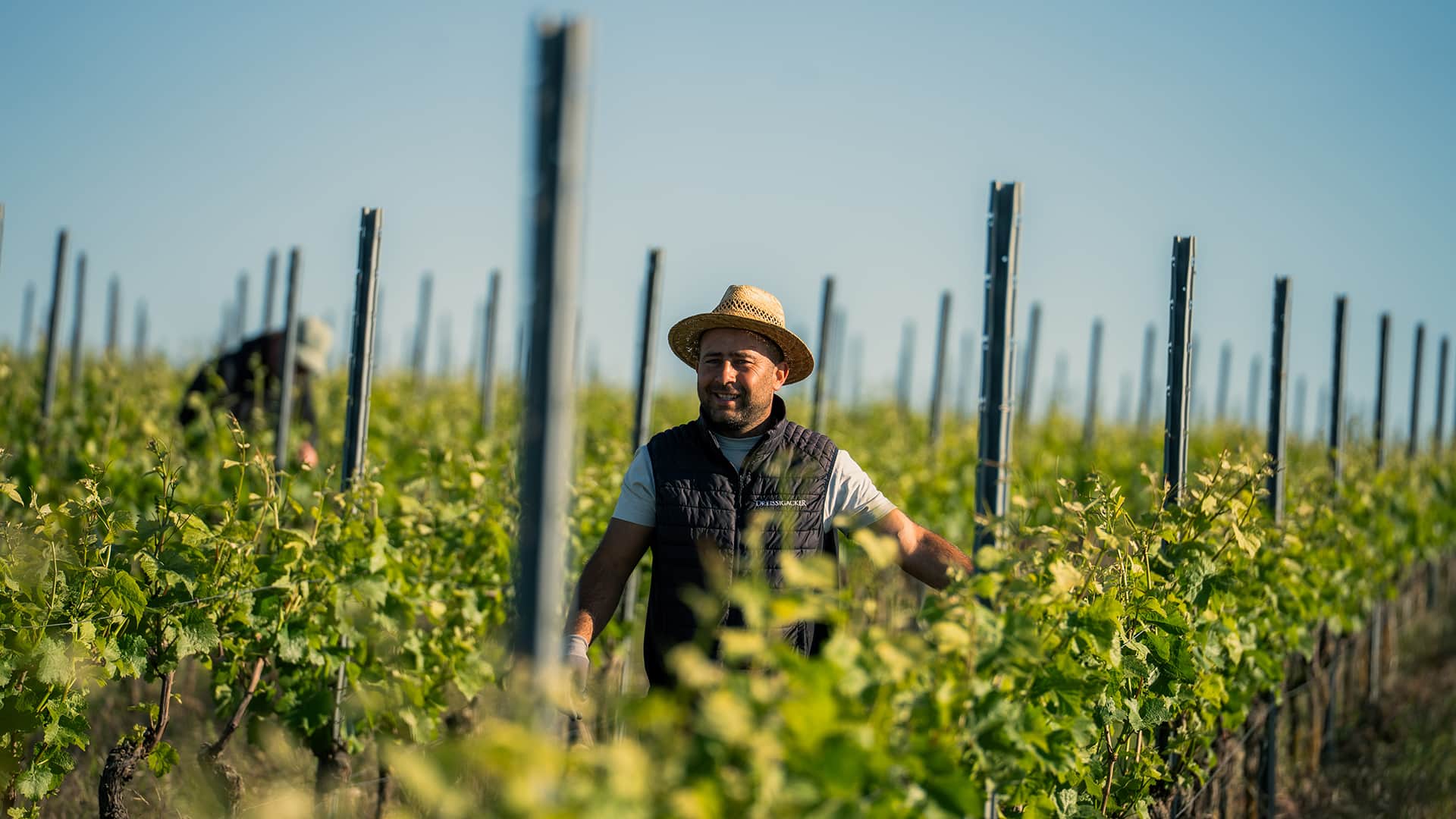 Winzer im Weinberg beim Heften