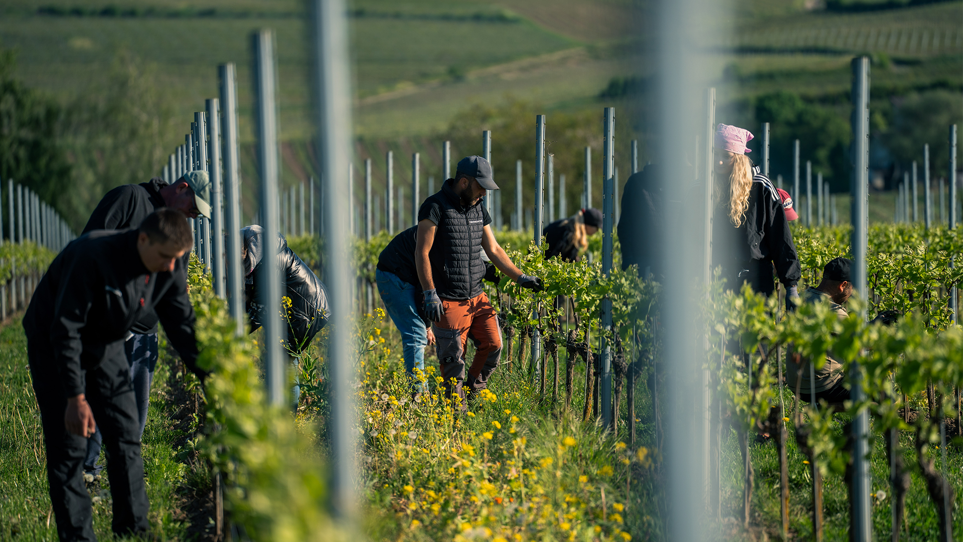 Mitarbeiter beim Ausbrechen im Weinberg