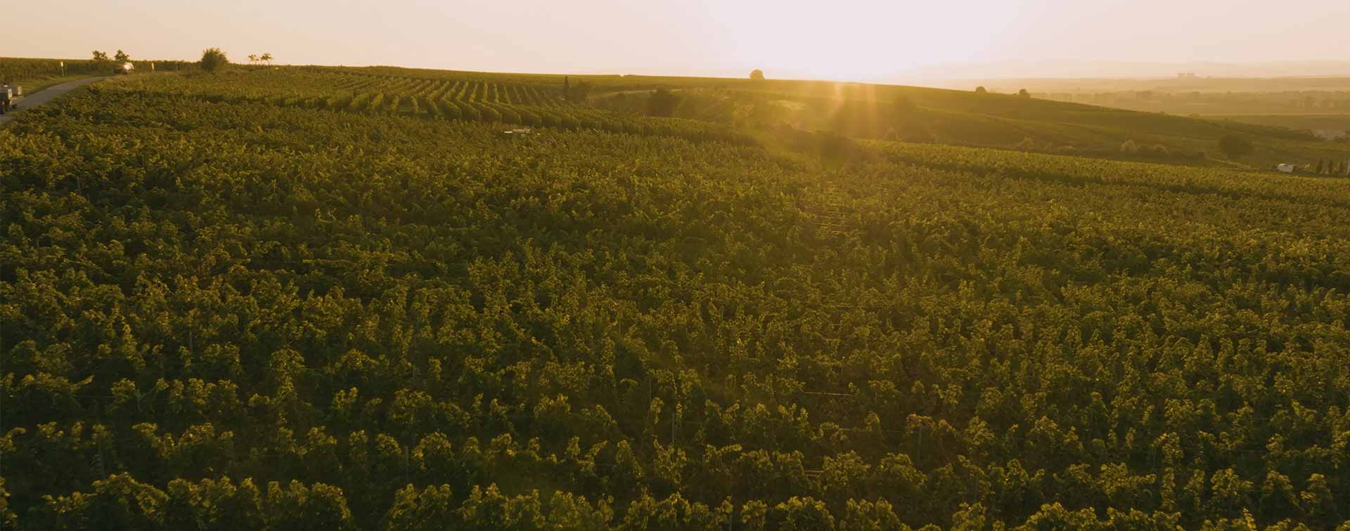 Weite Landschaft der Dreissigacker-Weinberge im Sonnenuntergang mit weichem Licht und Schatten