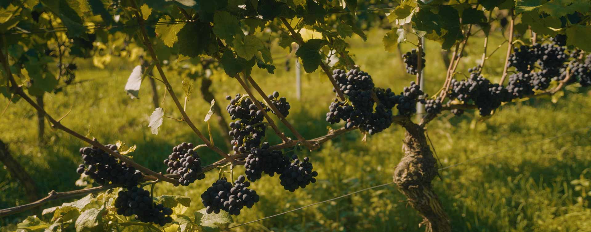 Reife dunkelrote Trauben hängen dicht an dicht an Rebstöcken im sonnigen Weinberg