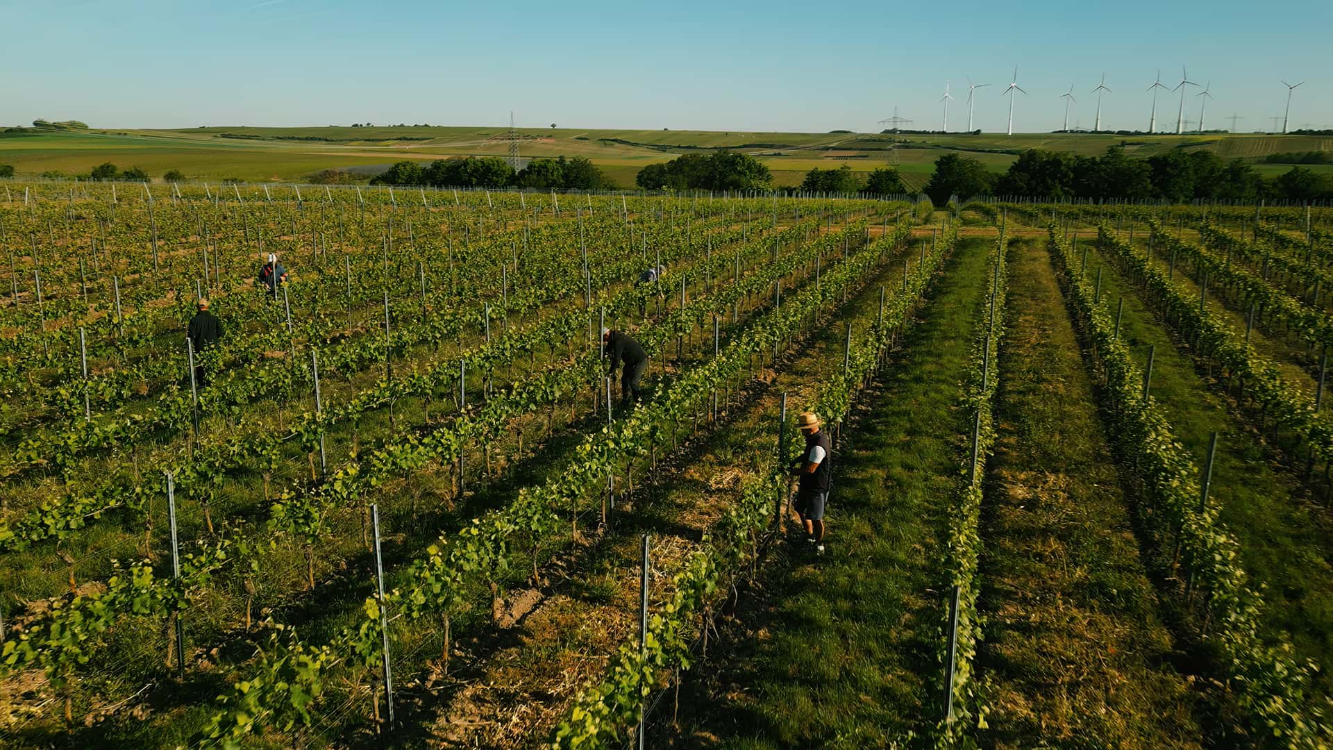 Drohnen Aufnahme von den Weinbergen
