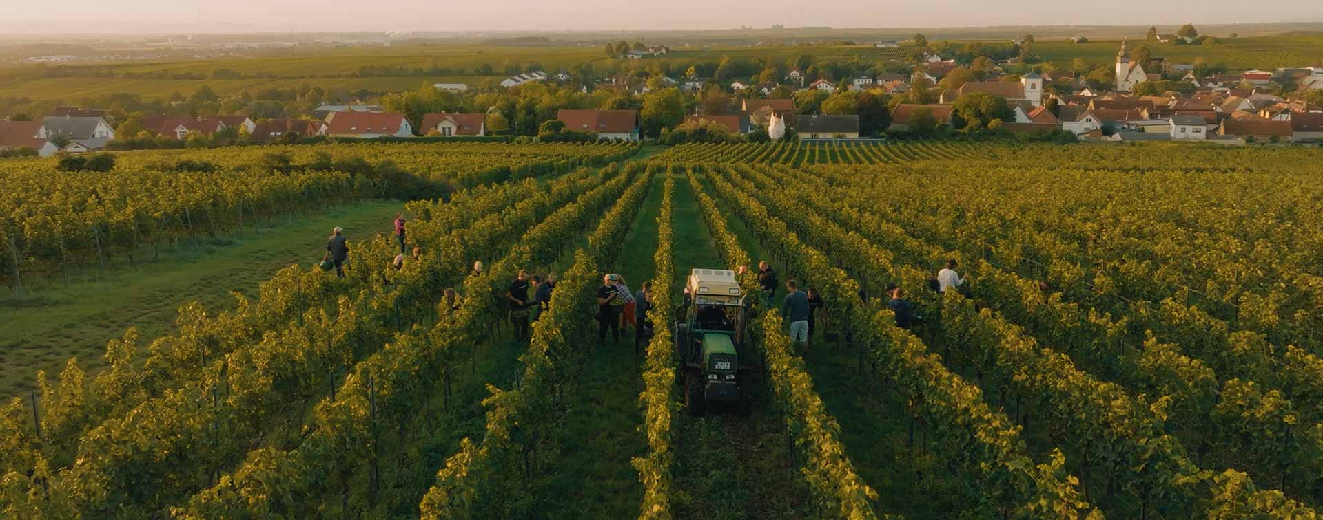 Vorschaubild Dreissigacker Riesling Gutswein Helfer bei der Lese in den Rebzeilen mit Blick auf das Dorf Westhofen und umliegende Weinlagen