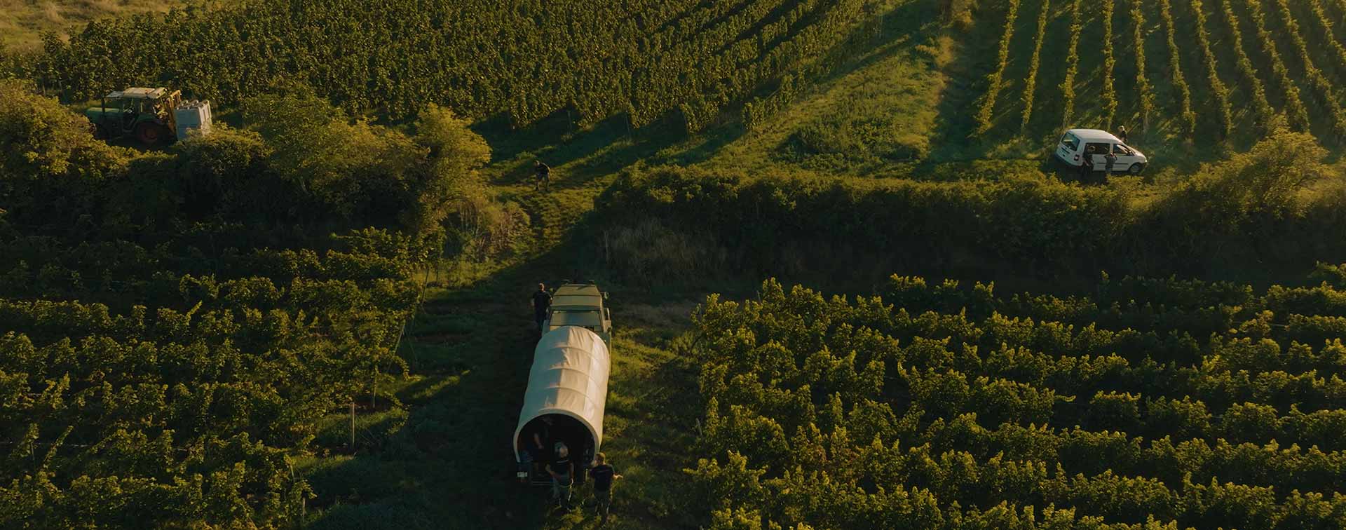 Luftaufnahme der Weinberge mit Traktor, Erntewagen und Helfern während der Weinlese bei Abendlicht
