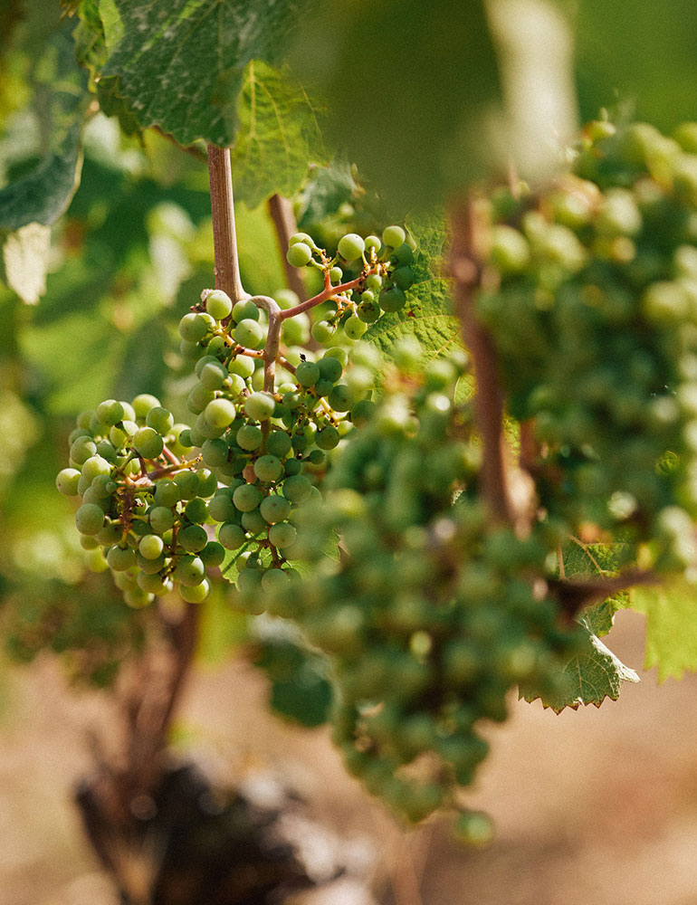 Grüner Weintraubenbund an Rebstock zwischen Blättern im Sommerlicht