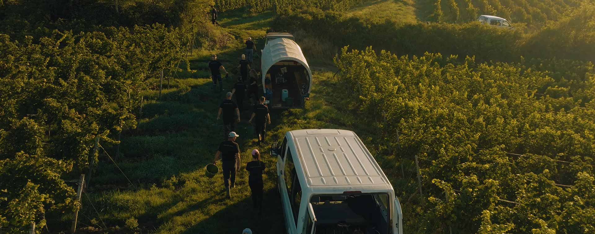 Mitarbeiter starten mit Eimern zur Weinlese zwischen Rebstöcken – goldene Morgenstimmung in den Weinbergen