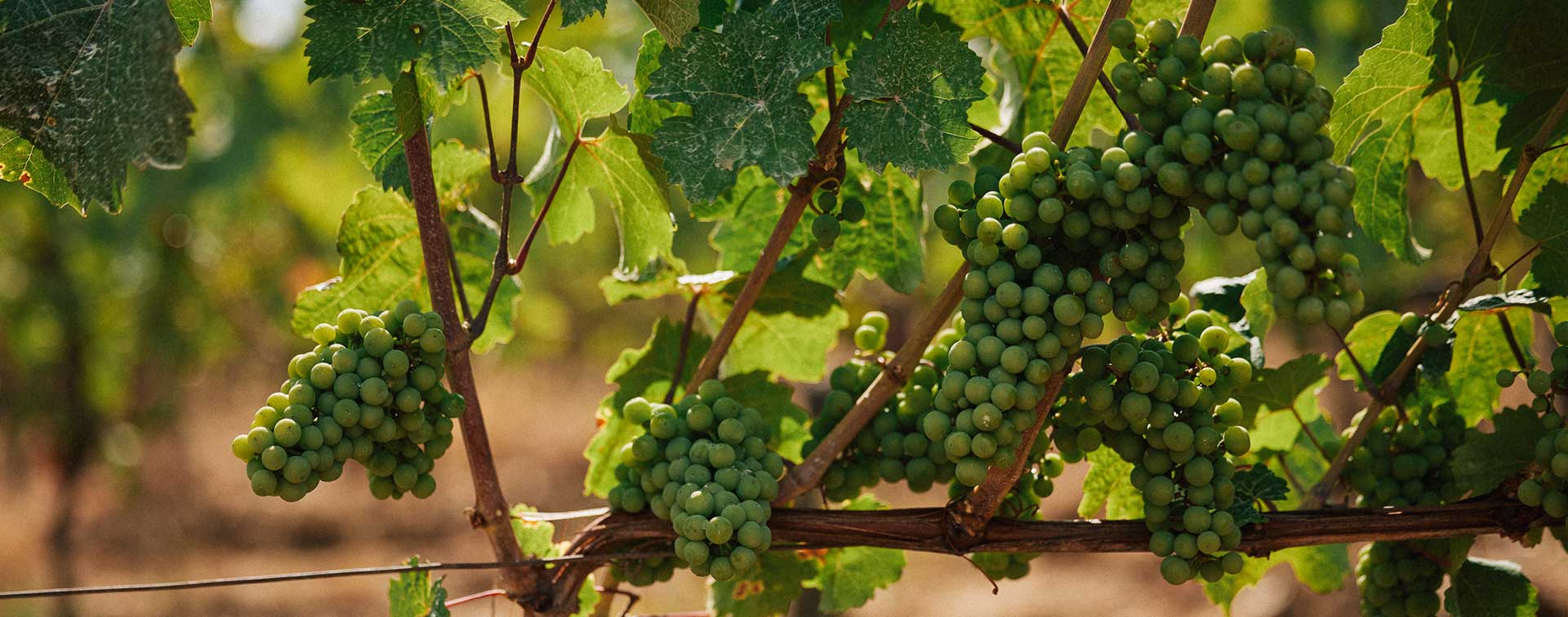 Mehrere dichte Traubenbüschel an grünen Reben im Weinberg