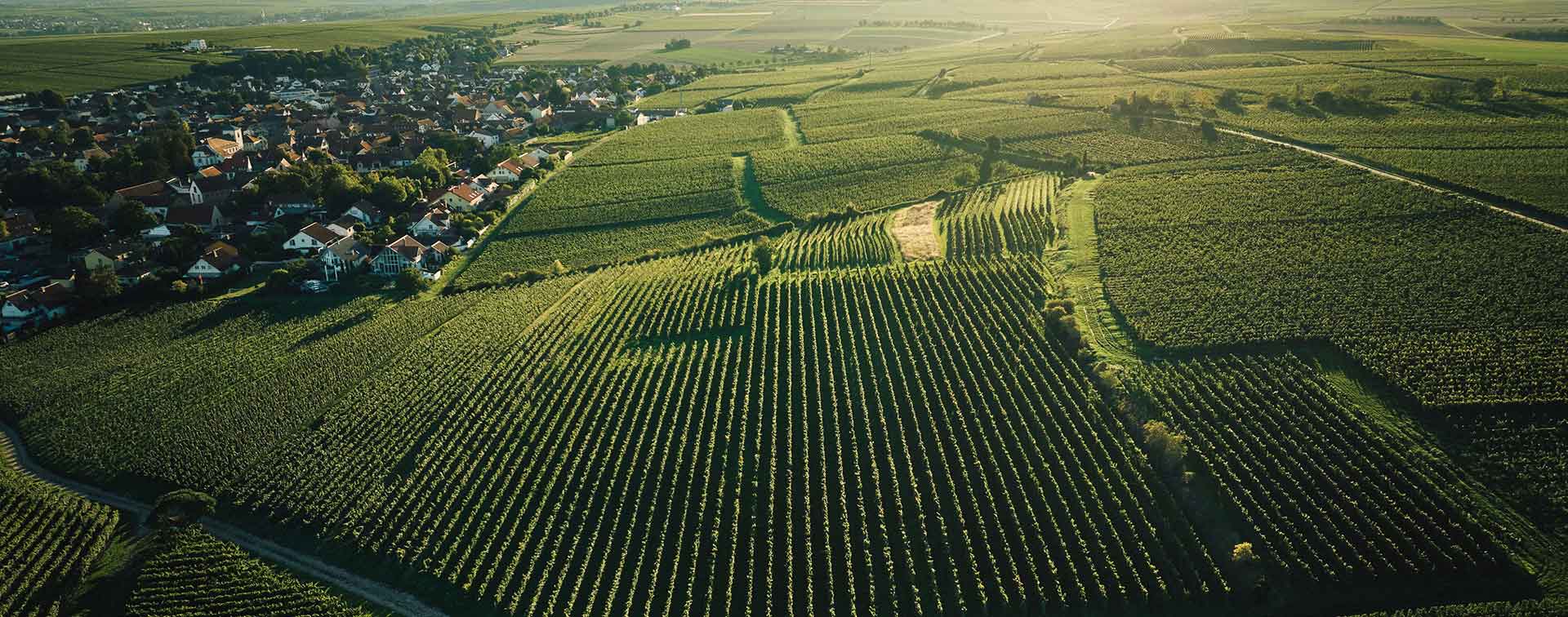 Weinberg im Spätsommerlicht – kurz vor Beginn der Lesevorbereitungen