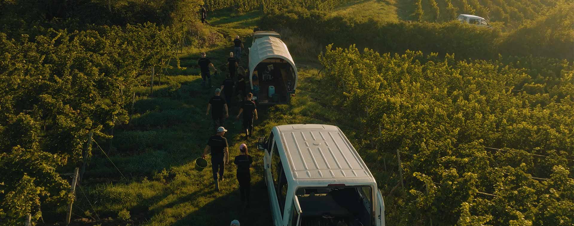 Mitarbeiter des Weinguts Dreissigacker laufen am frühen Morgen zur Lese in die Weinberge mit Erntewagen