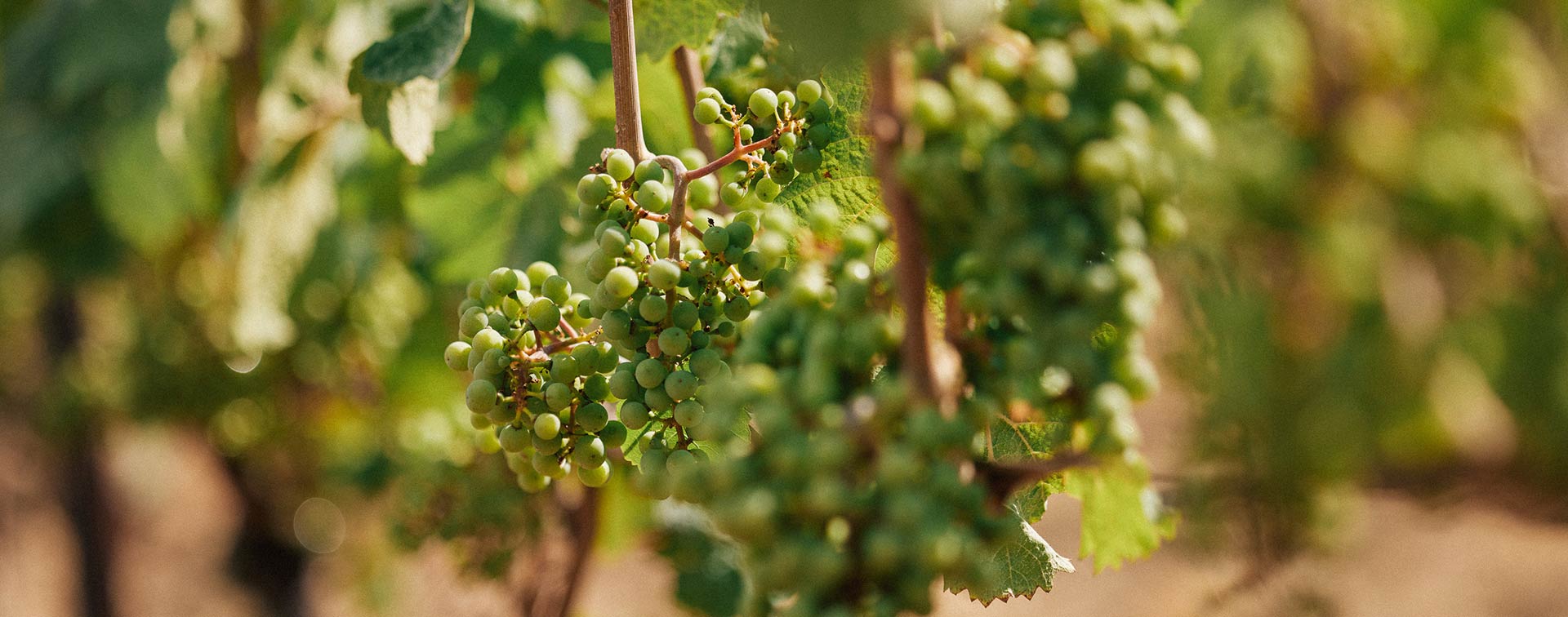 Grüner Weintraubenbund an Rebstock zwischen Blättern im Sommerlicht
